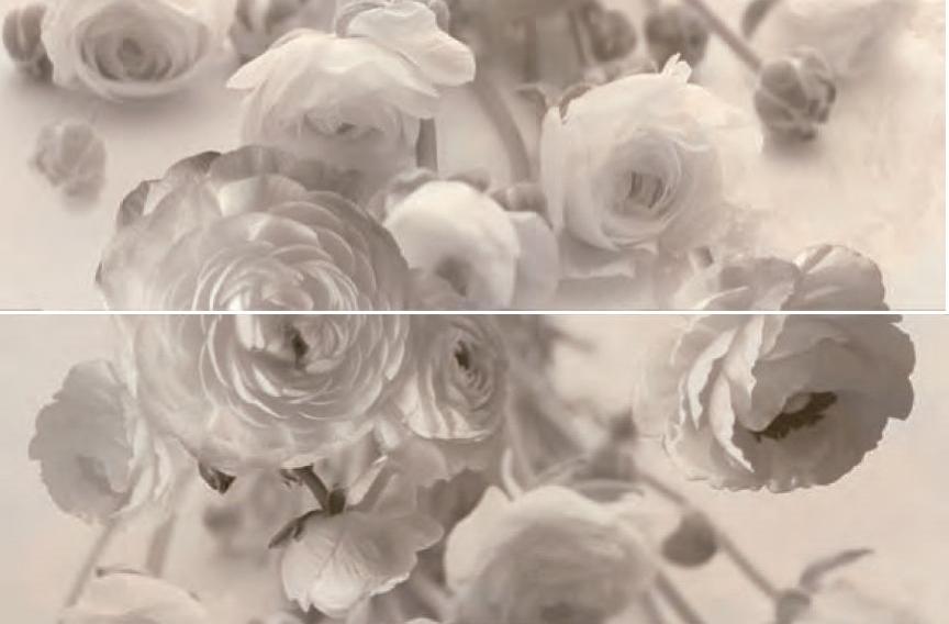 Composicion Silene Cairo
